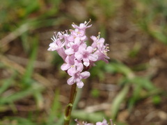 Valeriana tuberosa