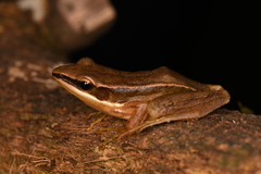 Indosylvirana