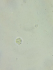 Clavulinopsis appalachiensis