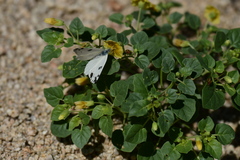 Pontia beckerii