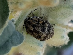 Orsilochides stictica