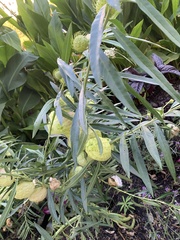 Gomphocarpus physocarpus