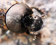 Onthophagus fracticornis