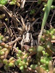 Alopecosa inquilina