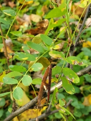 Caragana arborescens