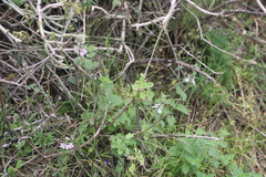 Stachys bolusii