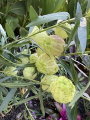 Gomphocarpus physocarpus