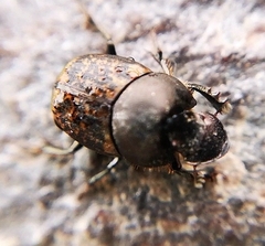 Onthophagus fracticornis
