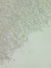 Clavulinopsis appalachiensis