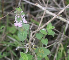 Stachys bolusii