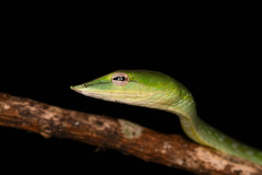 Ahaetulla farnsworthi