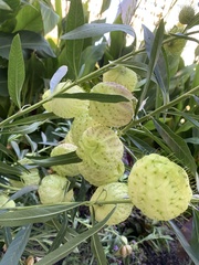 Gomphocarpus physocarpus