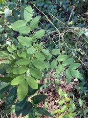 Robinia pseudoacacia