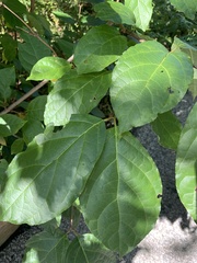 Calycanthus floridus