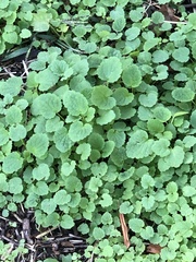 Lamium purpureum