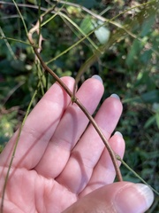 Robinia pseudoacacia