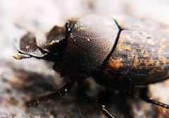 Onthophagus fracticornis