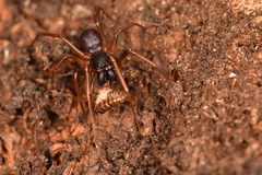 Oedignatha