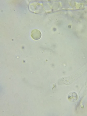 Clavulinopsis appalachiensis