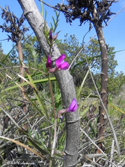 Vicia sativa
