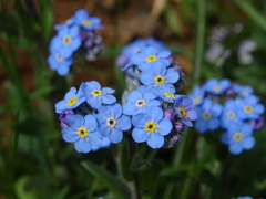 Myosotis alpestris