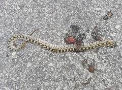 Zamenis scalaris