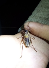 Sorapagus catalaunicus