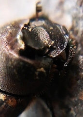 Onthophagus fracticornis