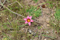 Romulea hirsuta