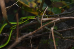 Ahaetulla farnsworthi