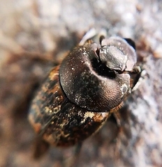 Onthophagus fracticornis