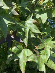 Liquidambar