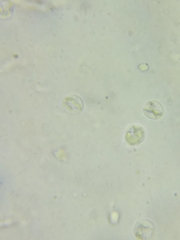 Clavulinopsis appalachiensis