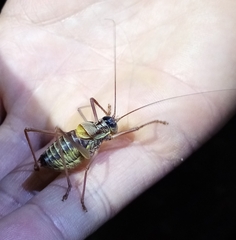 Sorapagus catalaunicus