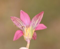 Romulea hirsuta