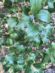 Ilex opaca