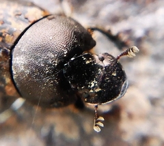 Onthophagus fracticornis