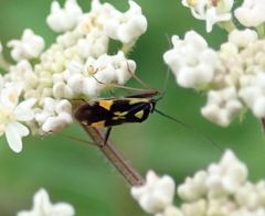 Grypocoris stysi