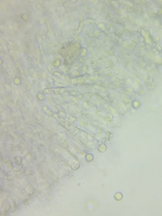 Clavulinopsis appalachiensis