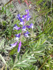 Vicia villosa