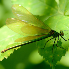 Calopteryx