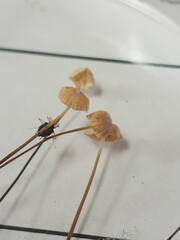 Marasmius felix