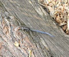 Plestiodon tetragrammus