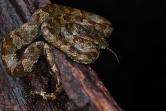 Craspedocephalus malabaricus