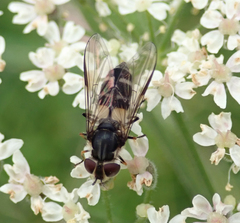 Leucozona laternaria