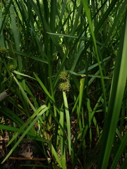 Sparganium americanum