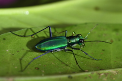 Cicindela whithillii