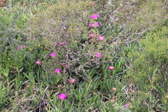 Carpobrotus quadrifidus
