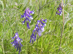 Vicia villosa