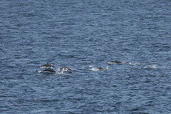Stenella longirostris